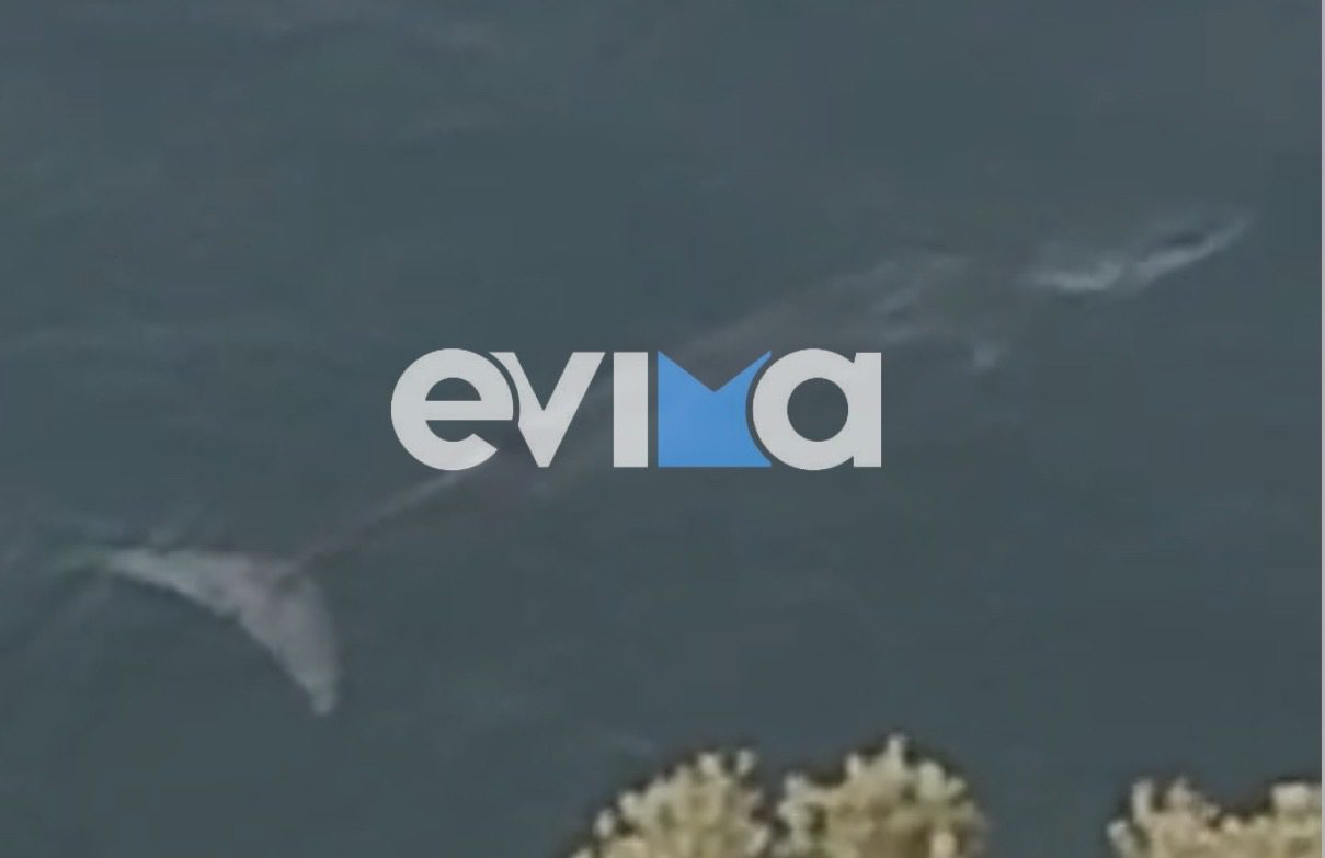 Εύβοια: Φάλαινα εμφανίστηκε σε παραλία – Εντυπωσιακό