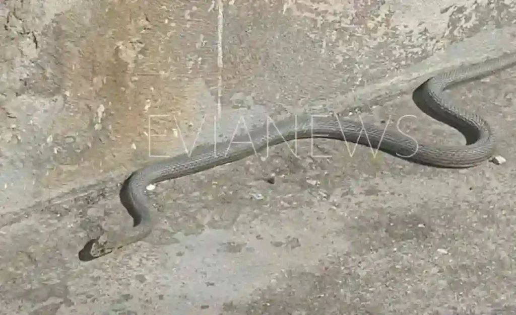 ΧΑΛΚΙΔΑ: Φίδι αναστάτωσε την Αβάντων!