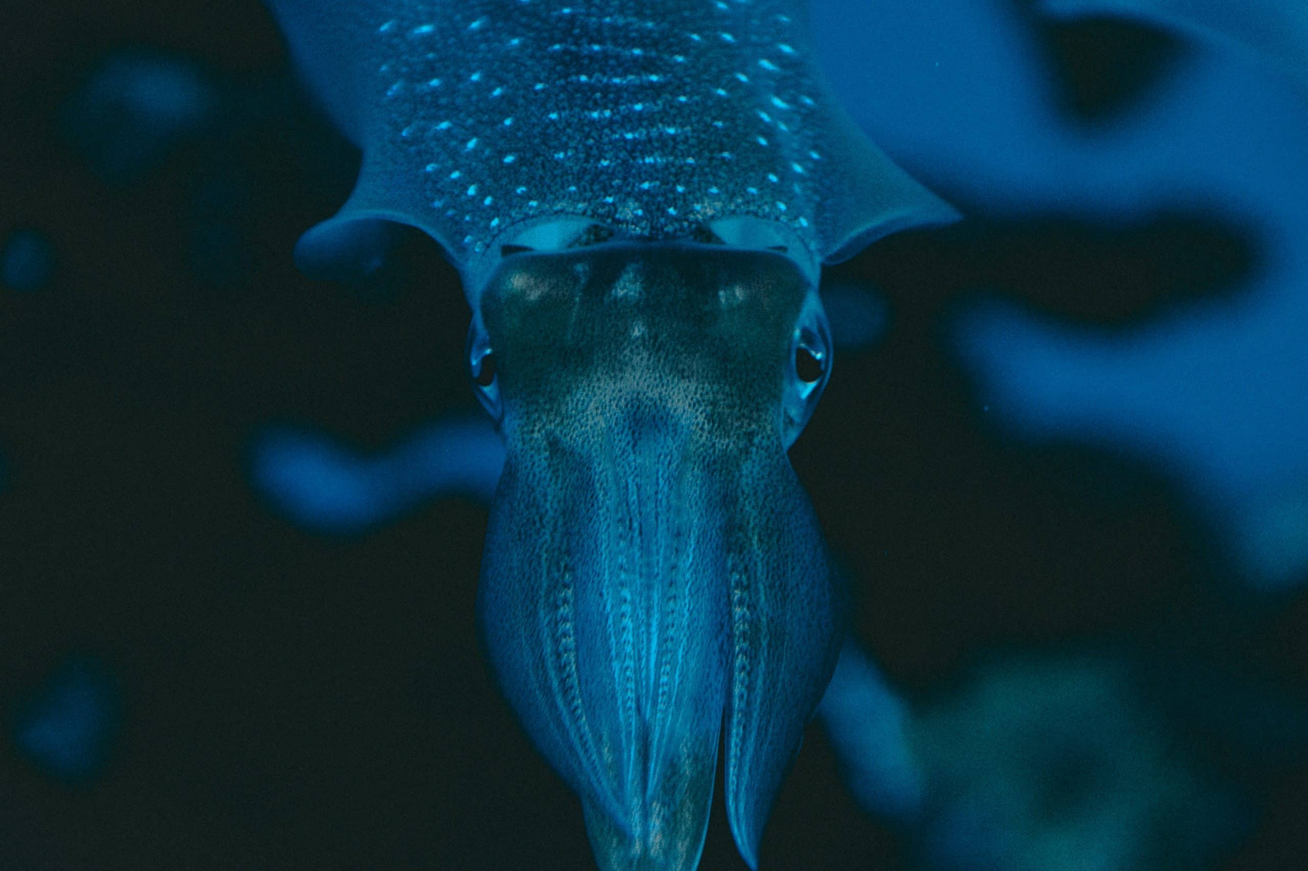 Γιγάντιο καλαμάρι Architeuthis dux στα βαθιά νερά της Αυστραλίας, ανίχνευση μέσω μεθόδου eDNA.