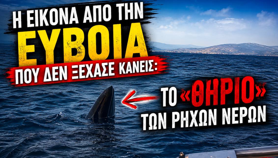 Εύβοια: Το απρόσμενο θαλάσσιο επισκέπτη που σήκωσε χιλιάδες σχόλια στα social media