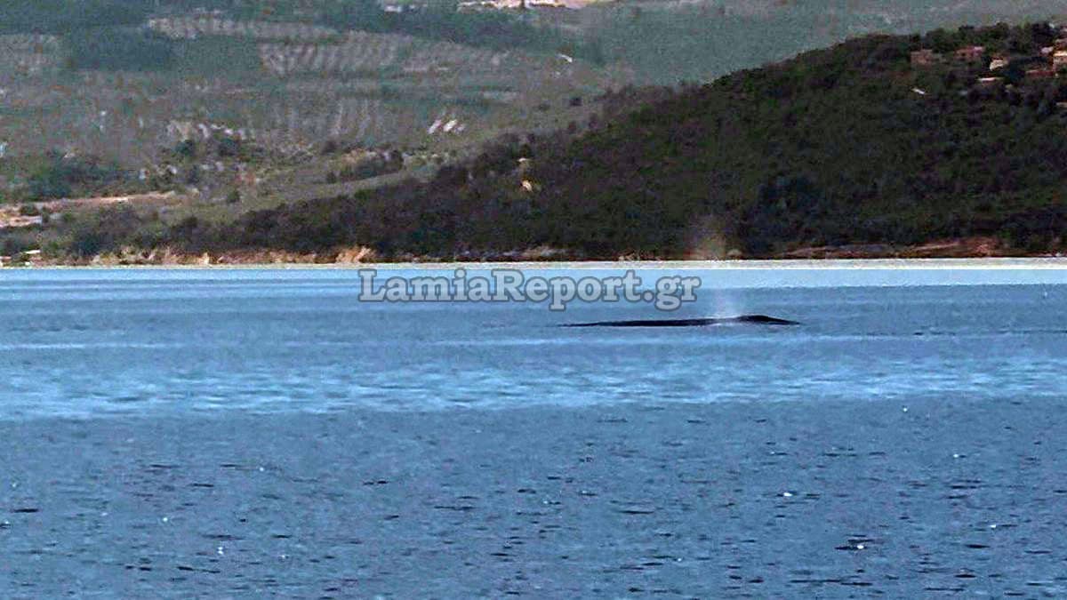 Μια τεράστια φάλαινα στα Βόρεια της Εύβοιας