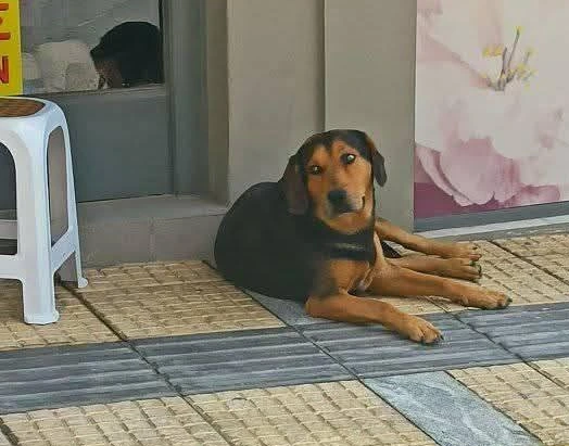 Ο σκύλος που προστάτευε όλο το Αλιβέρι έφυγε